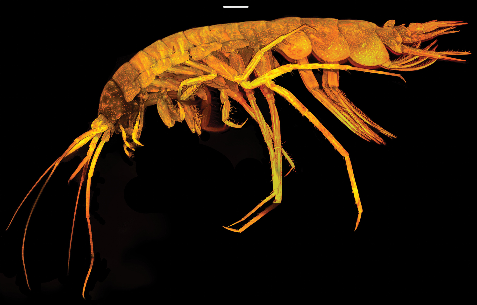 oo_1568749 Abismos desconocidos: 14 nuevas especies revelan los secretos ocultos del Pacífico profundo