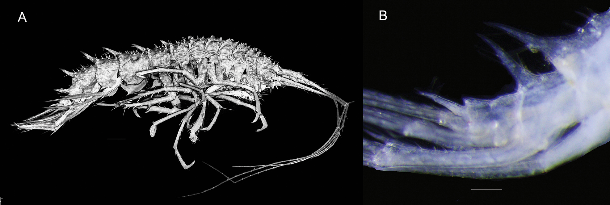 oo_1568769 Abismos desconocidos: 14 nuevas especies revelan los secretos ocultos del Pacífico profundo