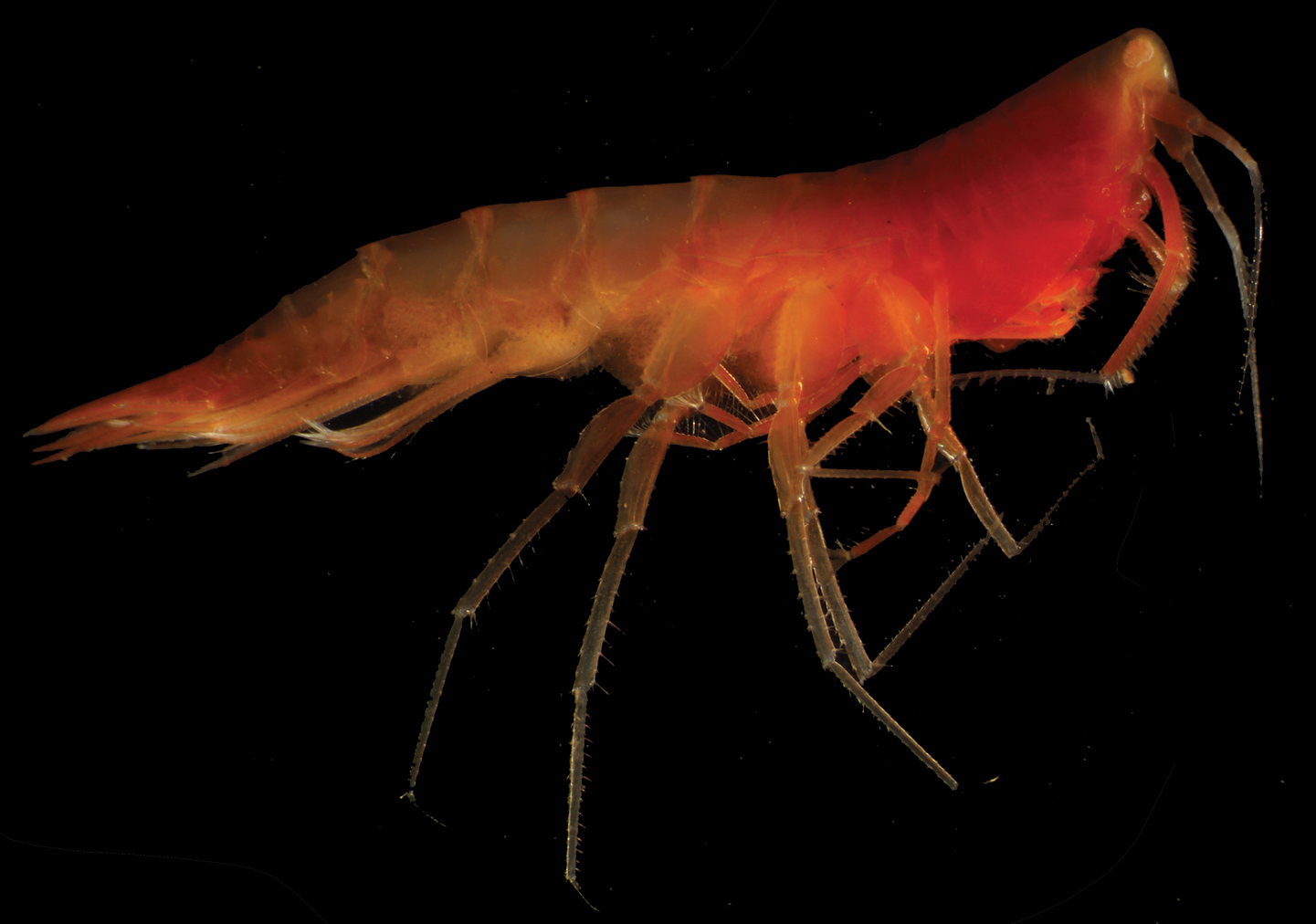 oo_1568789 Abismos desconocidos: 14 nuevas especies revelan los secretos ocultos del Pacífico profundo