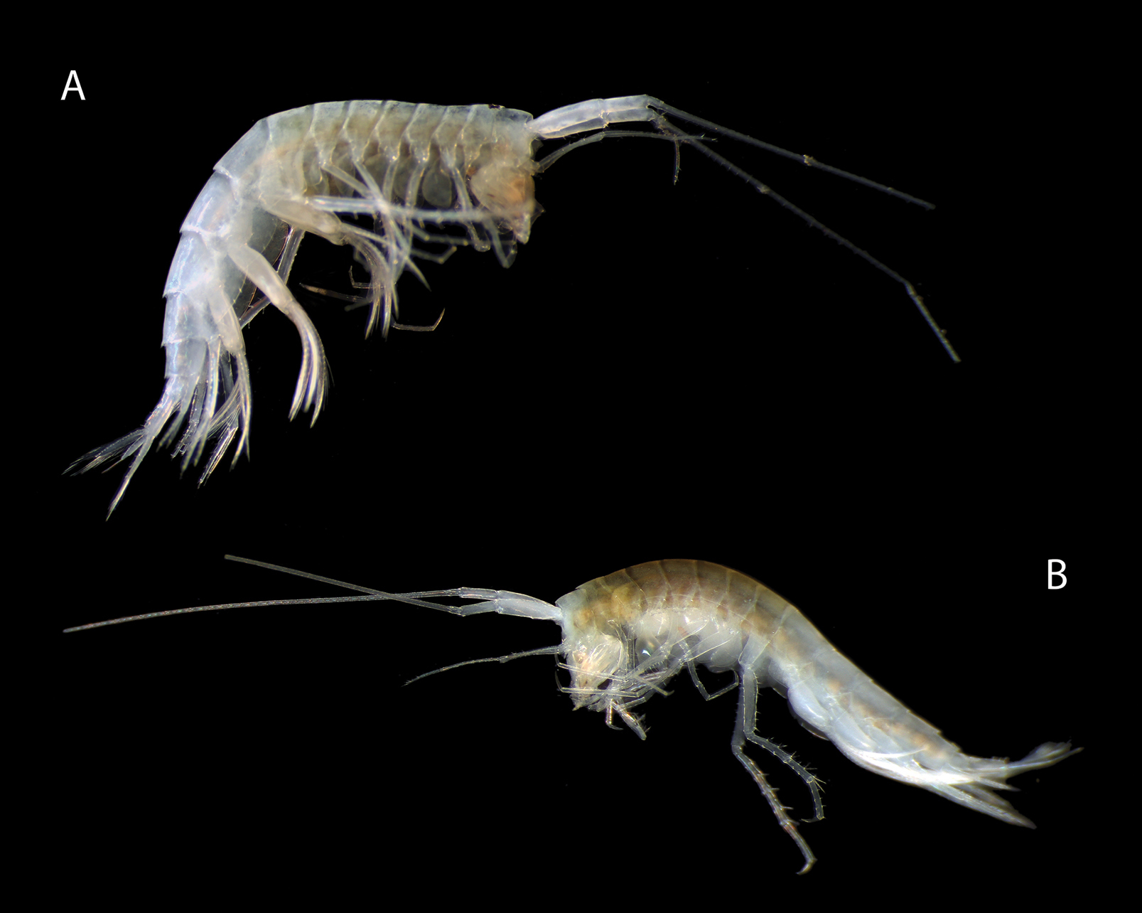 oo_1568814 Abismos desconocidos: 14 nuevas especies revelan los secretos ocultos del Pacífico profundo