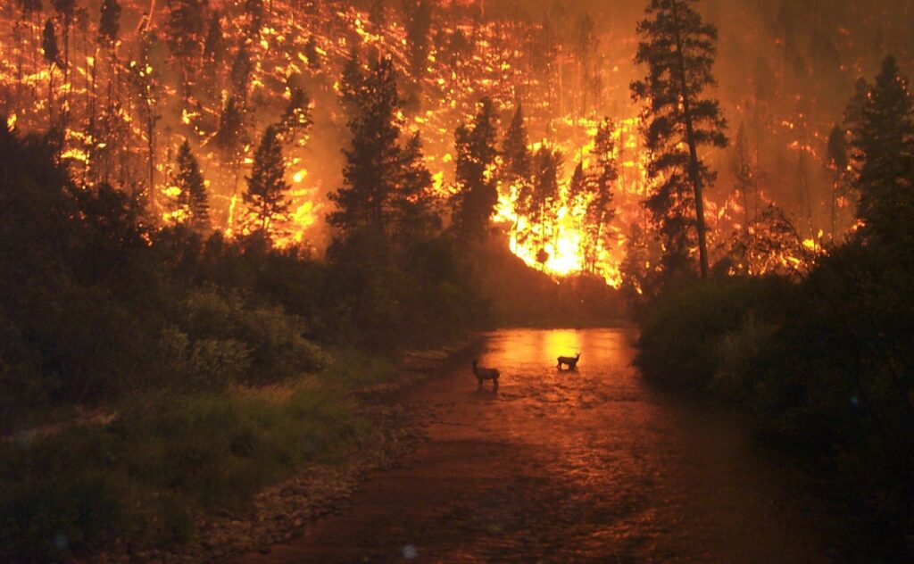 Deerfire_high_res