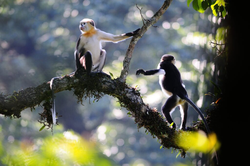 Tonkin_snub-nosed_monkeys_(Rhinopithecus_avunculus)