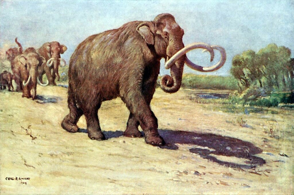 mamut (1)