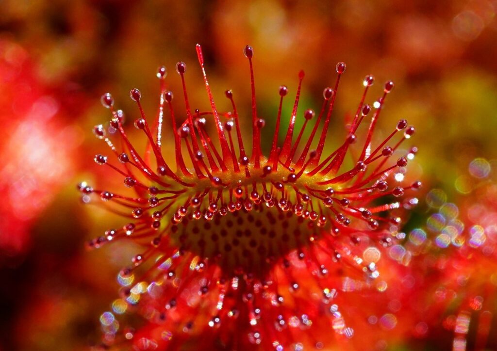 sundew-gf2276d5b9_1280