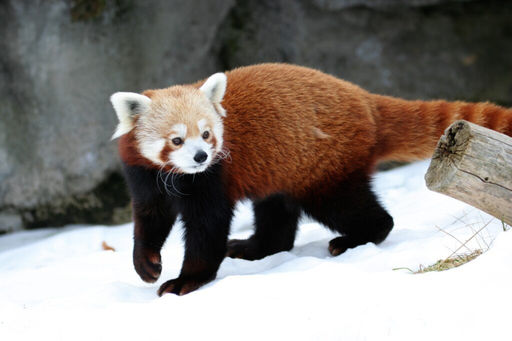 Ailurus_fulgens_-_Syracuse_Zoo