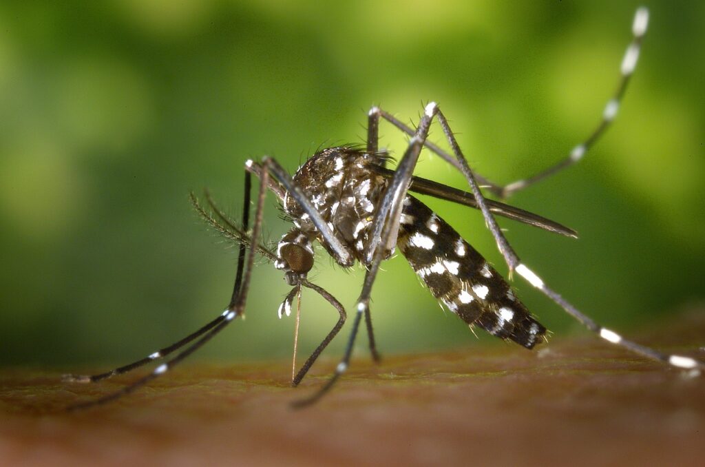 mosquito-g7545e6847_1280