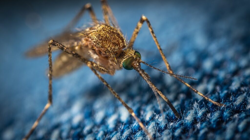 mosquito-gcf106bb55_1280