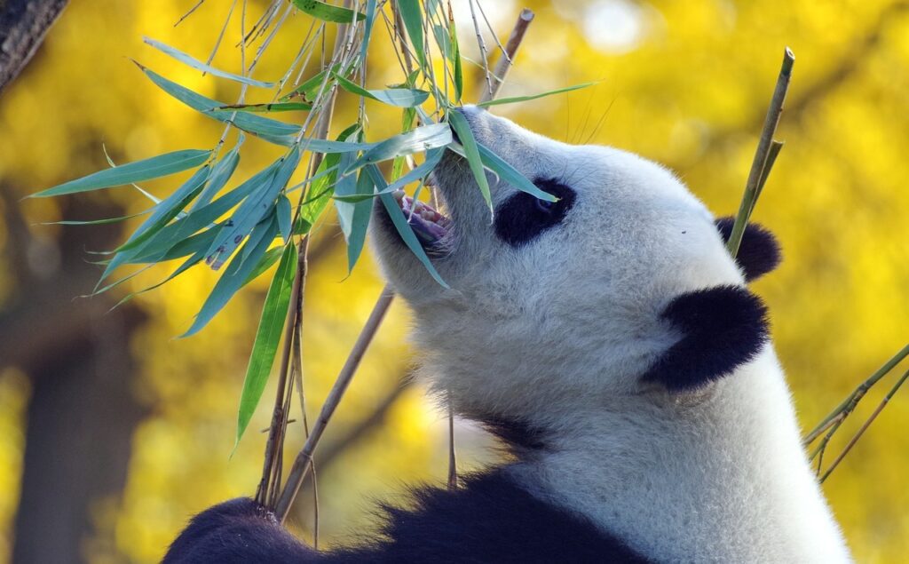 panda-4421395_1280