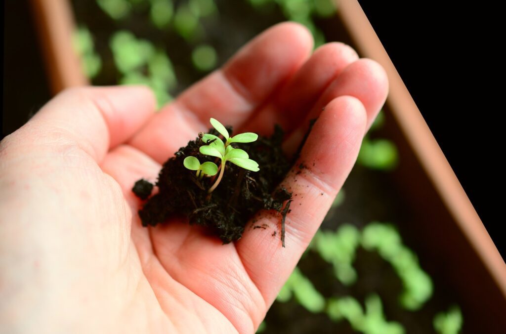 plant-gcadd4ef4b_1280