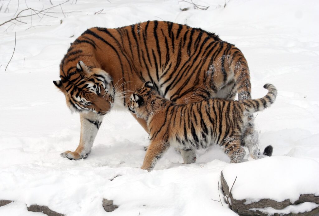 Panthera_tigris_altaica_13_-_Buffalo_Zoo