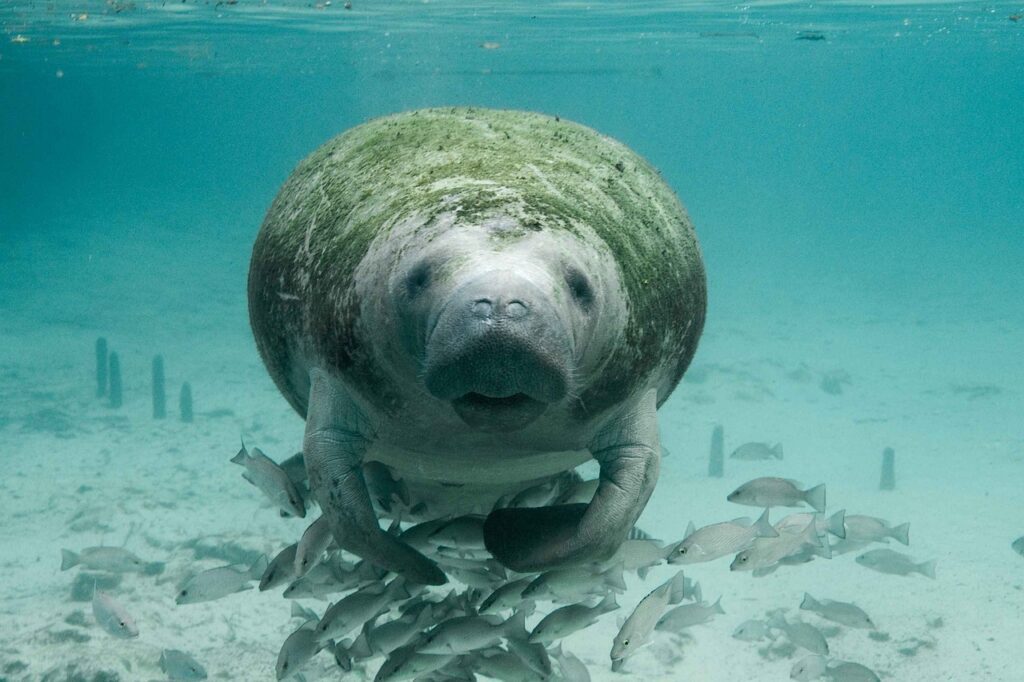 manatee-geef86d846_1280