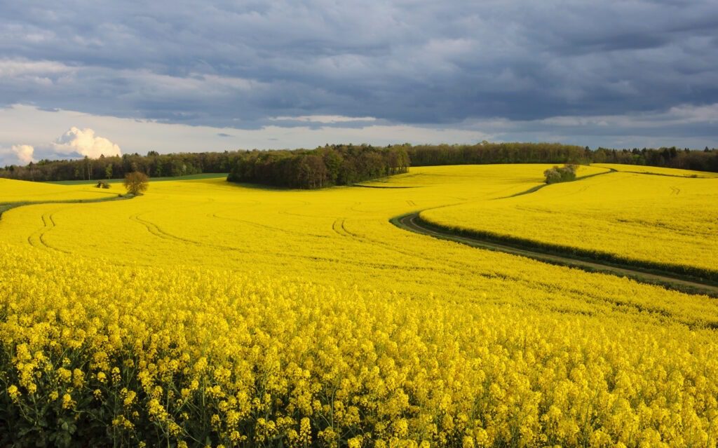 Champ de colza près de Planay en Côte-d'Or (Bourgogne, France)