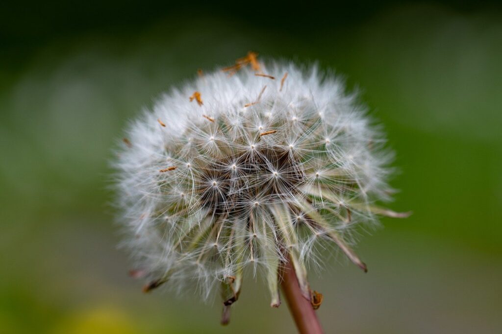 dandelion-g53a84e101_1280