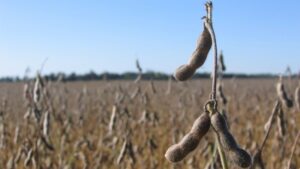 soybeans-300x169 Usuario