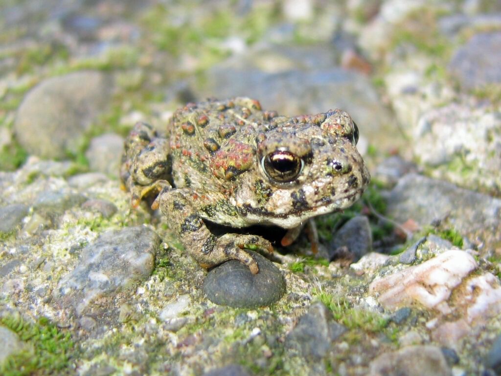 California_Toad_(Bufo_boreas_halophilus)_-_Flickr_-_GregTheBusker_(1)