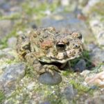 El pelícano blanco Americano