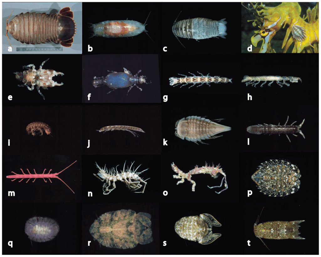 Representative_marine_isopod_forms