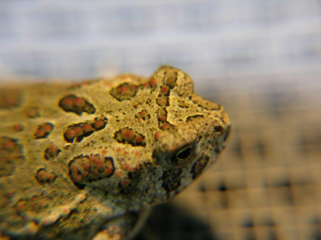 Bufo_baxteri-2