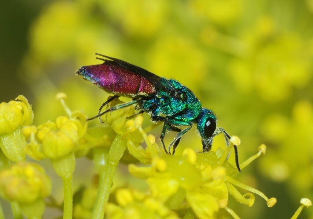 Chrysis_April_2008-1