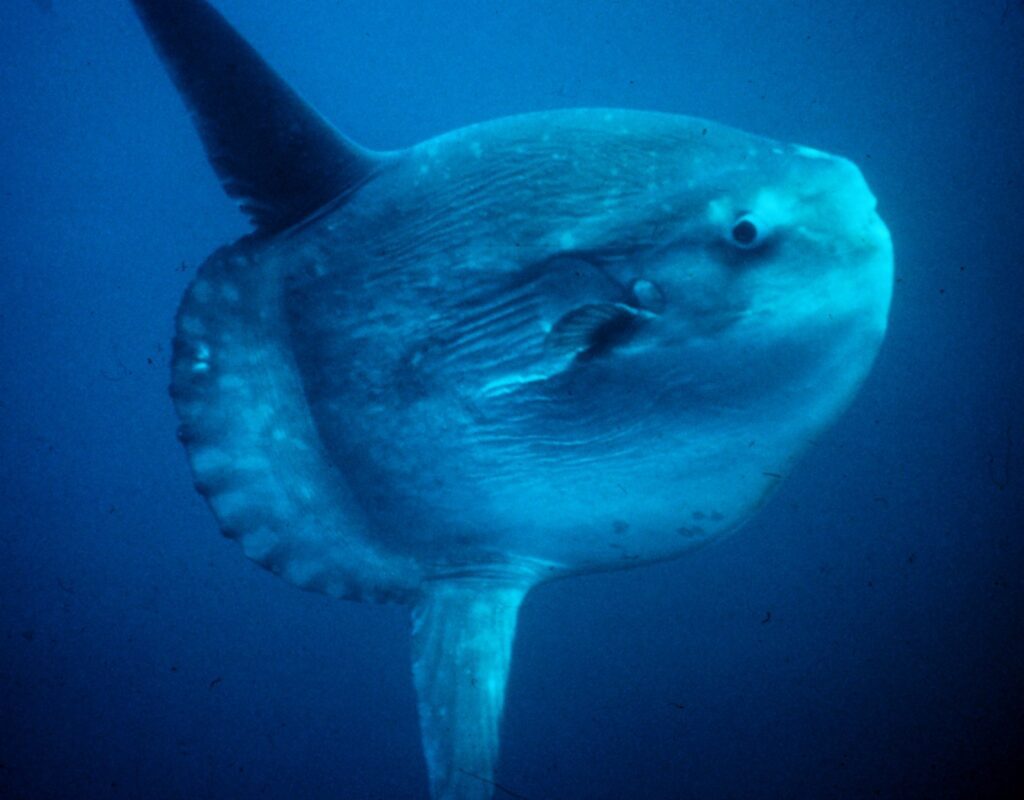Mola_mola