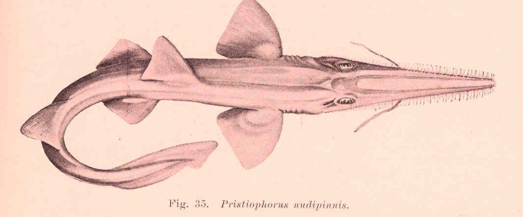 Pristiophorus_nudipinnis