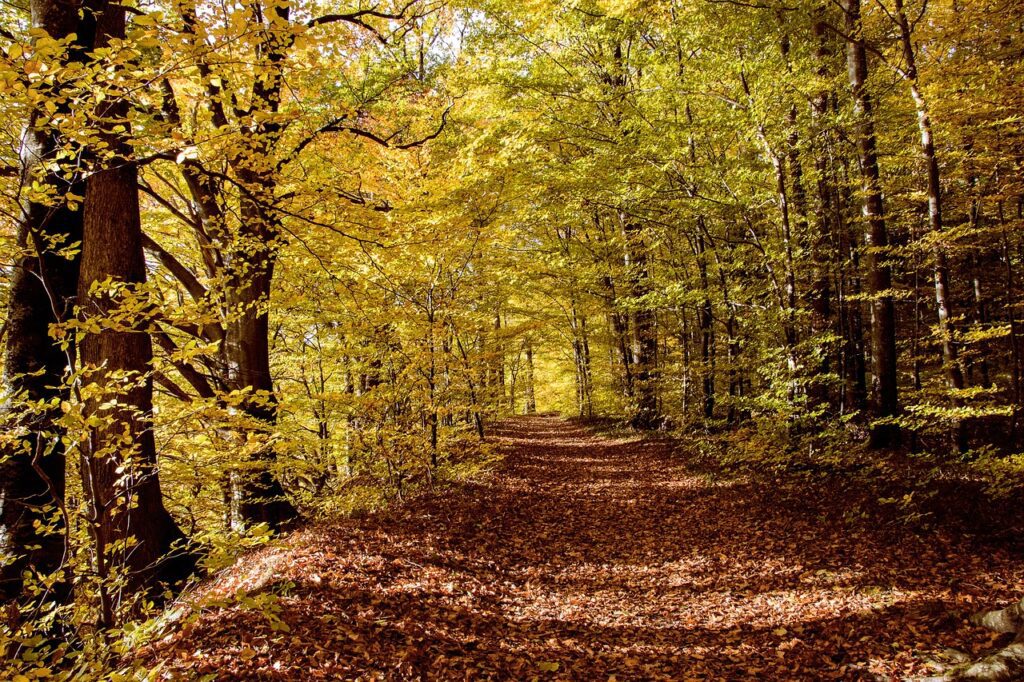 deciduous-forest-g35a4266cb_1280