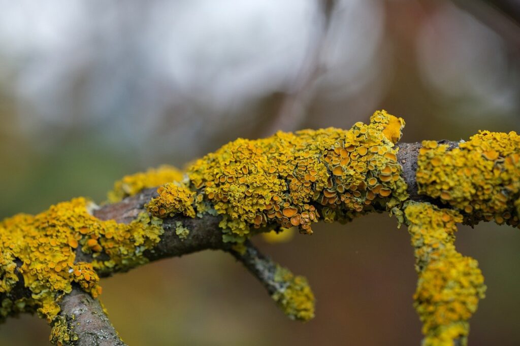 lichen-g7b331d6bd_1280