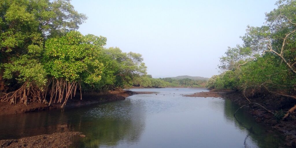 mangrove-species-g0b1c61594_1280