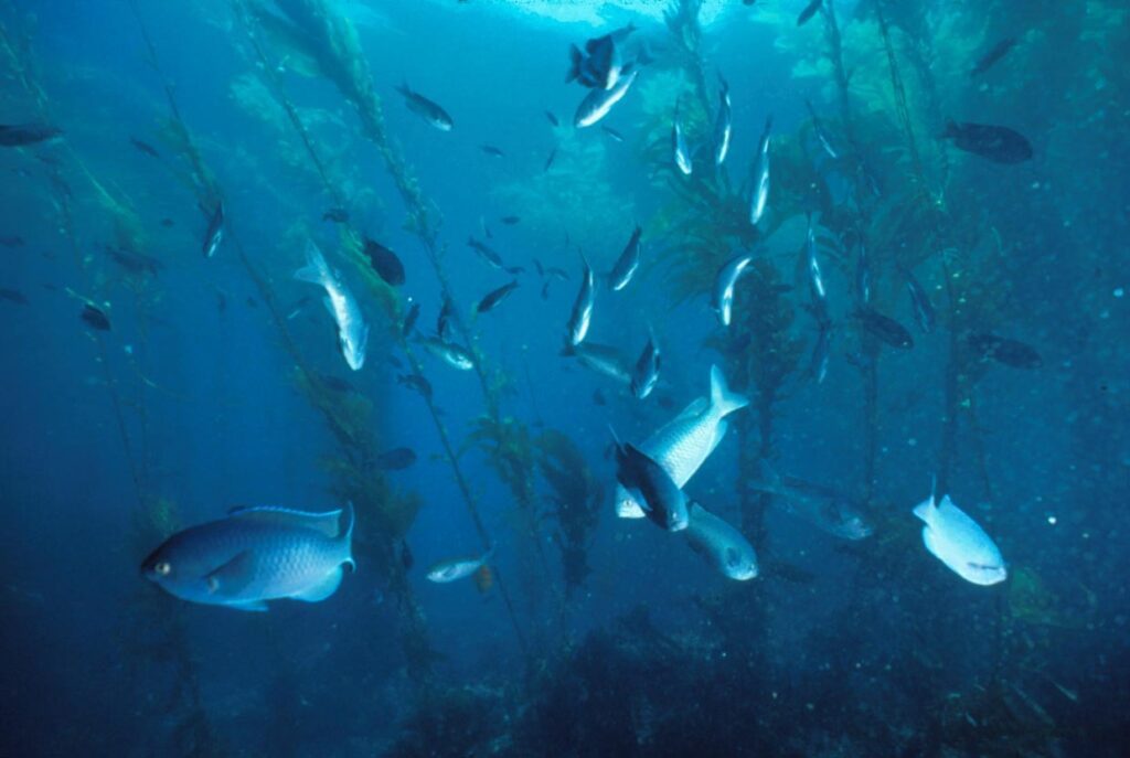Blacksmithfish_300