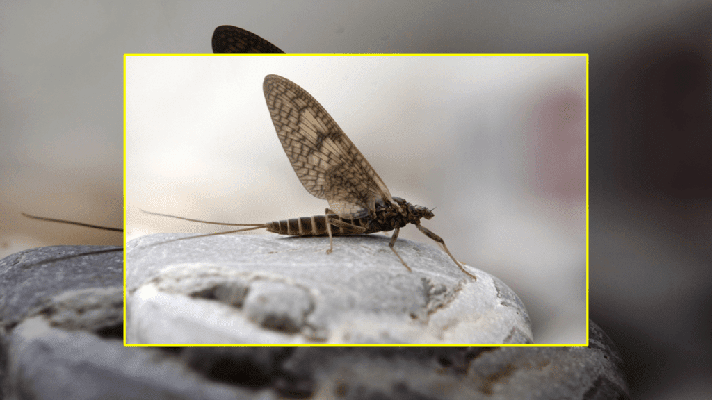 Ephemeroptera