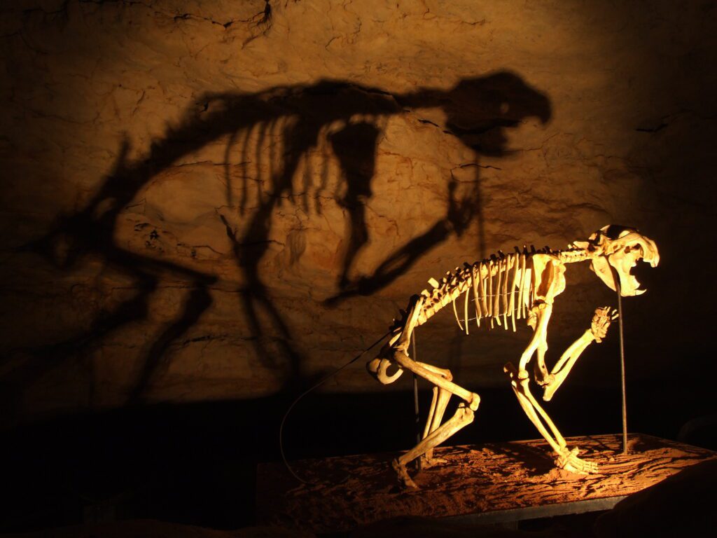 Thylacoleo_skeleton_in_Naracoorte_Caves