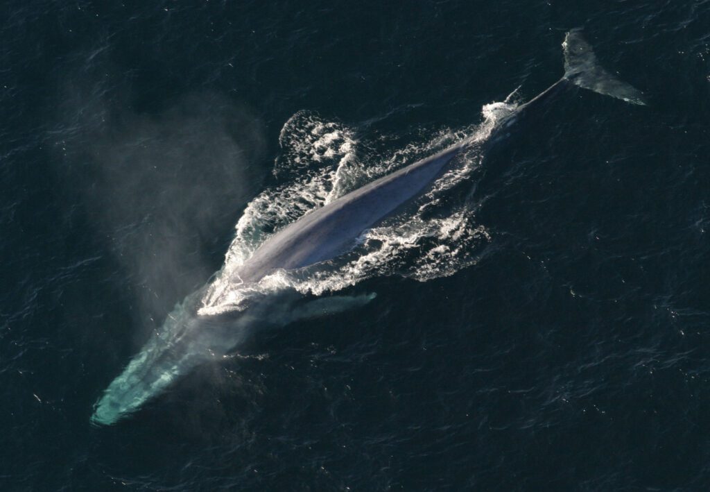 Anim1754_-_Flickr_-_NOAA_Photo_Library
