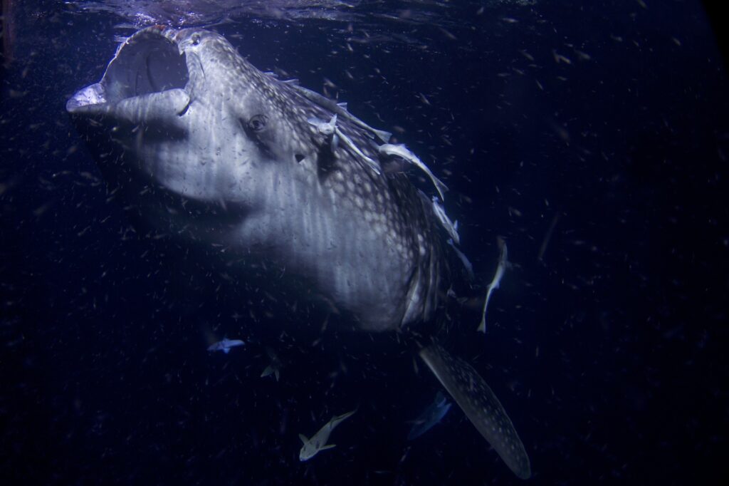 Face portrait of an 8 meters Whale Shark (Rhincodon typus) filter feeding plankton at night, in Thaa Atoll, Maldives.