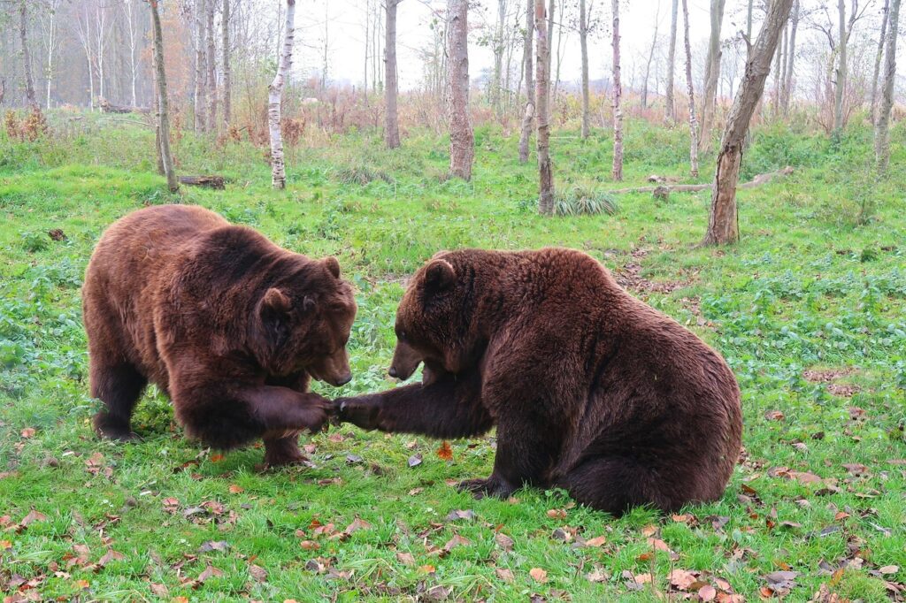 bear-3982960_1280