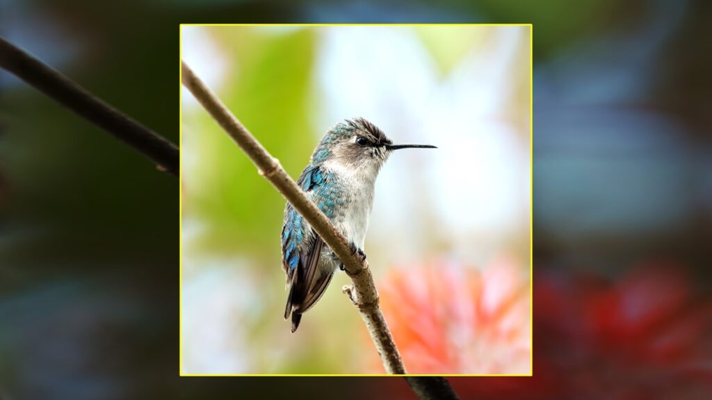 Zunzuncito (Mellisuga helenae)