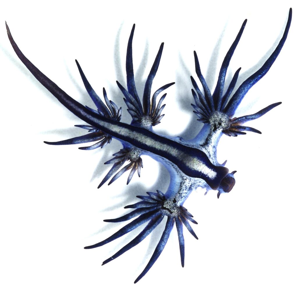 Glaucus_atlanticus_1_cropped