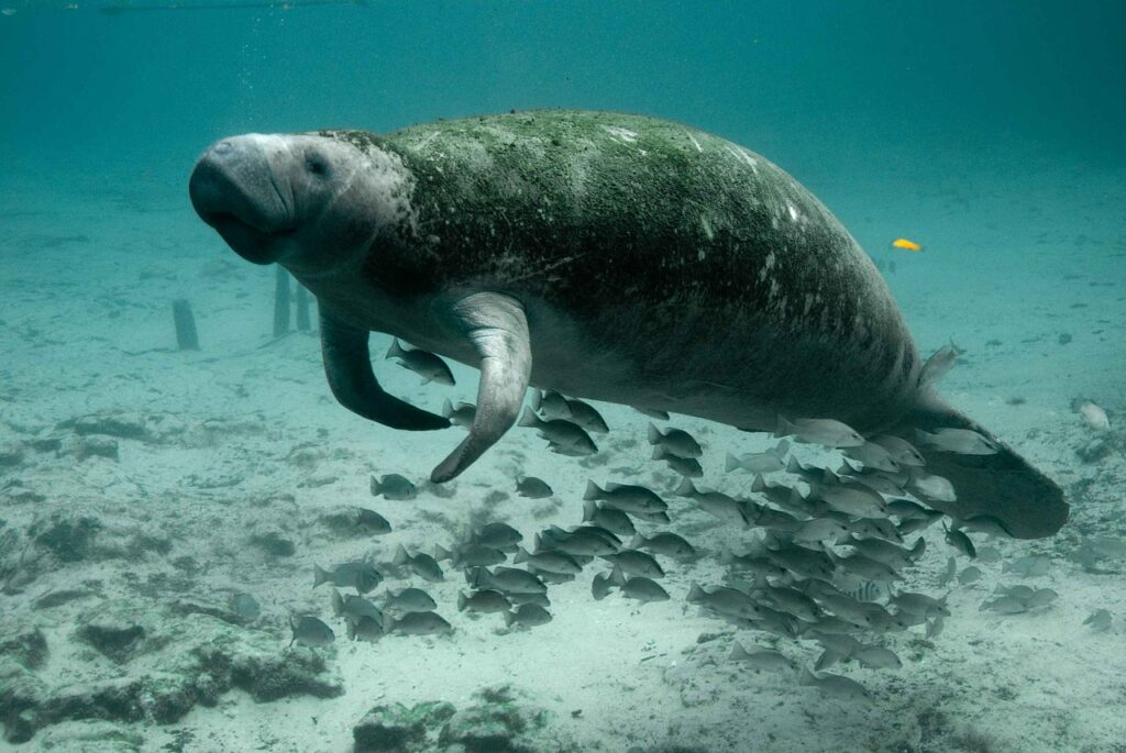 manatee-387195_1280