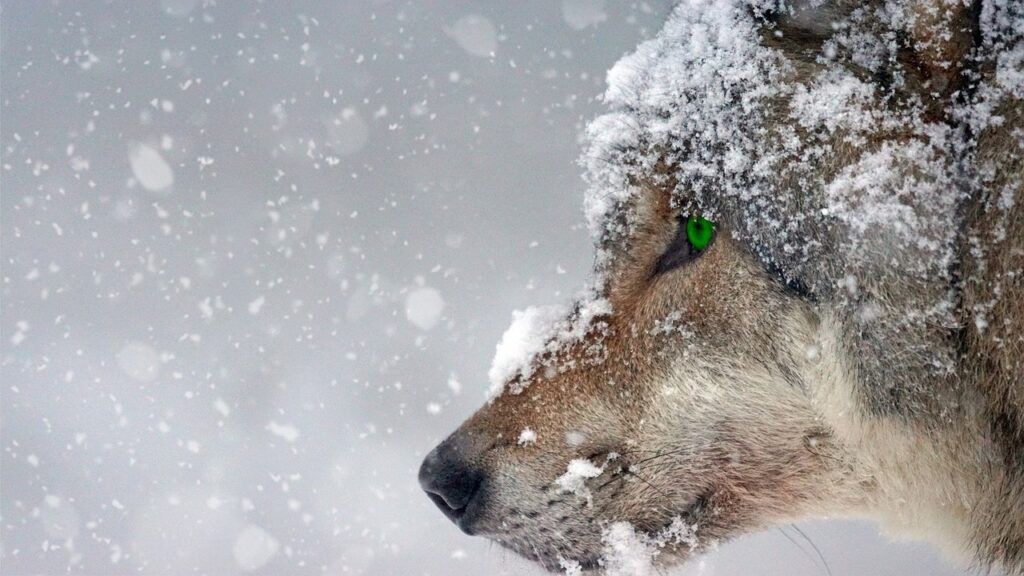 wolf-g051e87df1_1280
