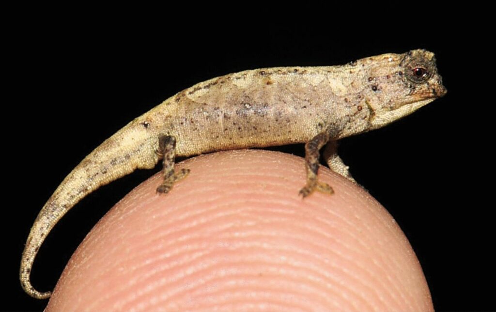 Brookesia_nana_Fig4A