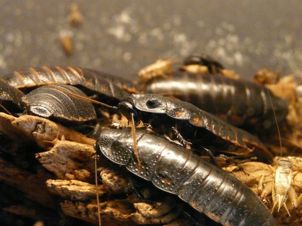 giant-hissing-cockroach-g6ce838908_1280