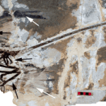 Conoce las 10 aves más hermosas del mundo