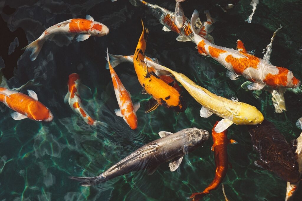 koi-fish-g7f3d421b1_1280