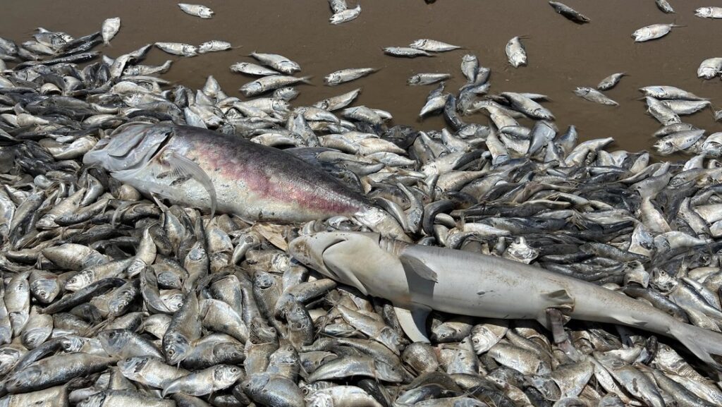 peces muertos