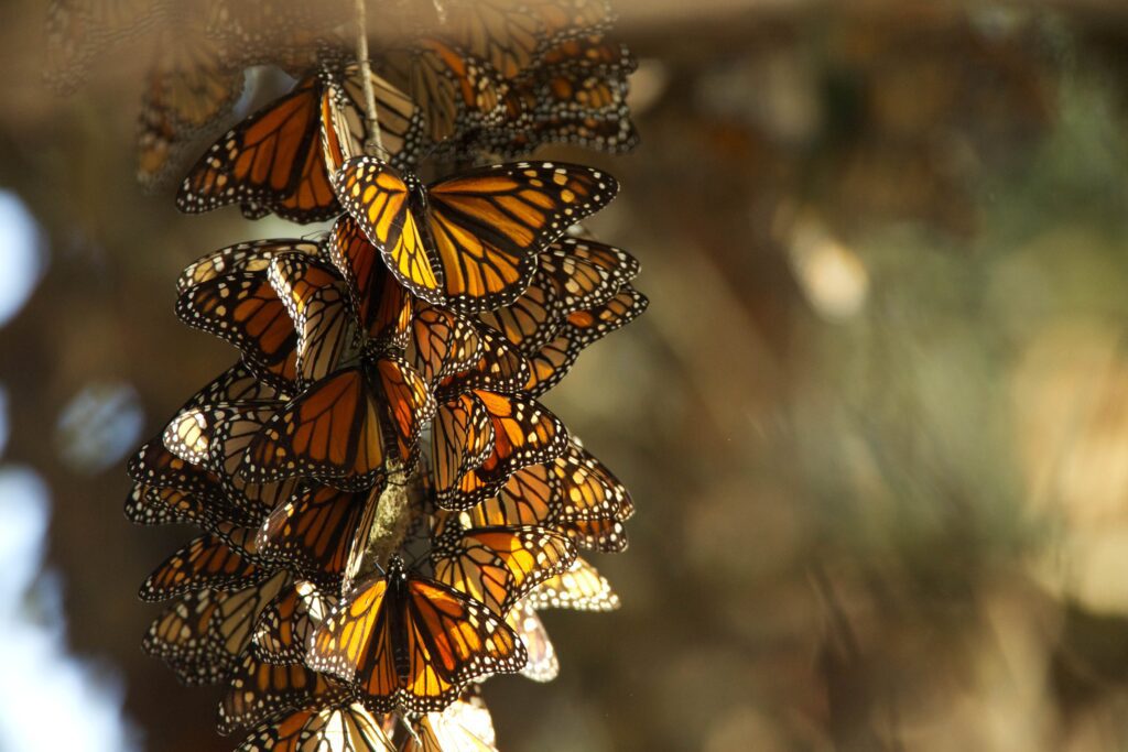 Monarch butterflies summer breeding habitat overwintering ground
