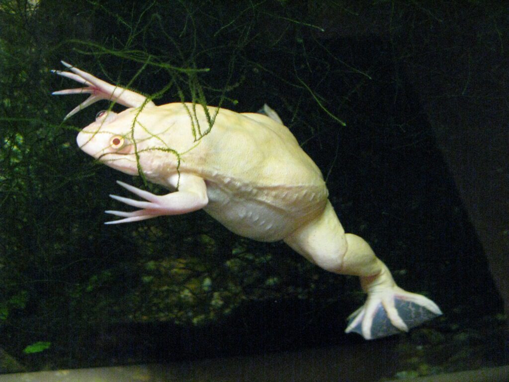 Xenopus_laevis_var_albino