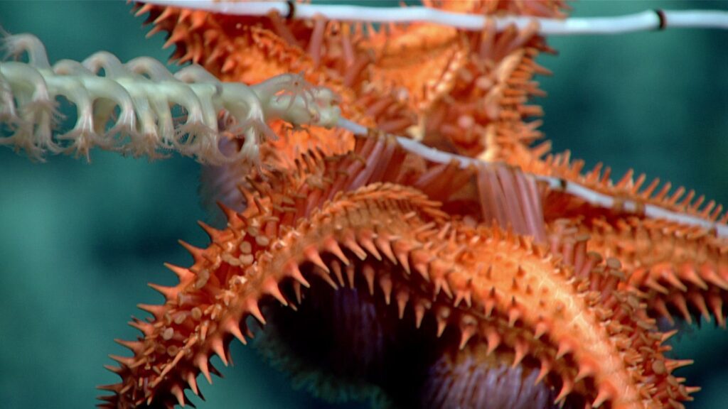 Deep-Sea Symphony: Exploring the Musicians Seamounts