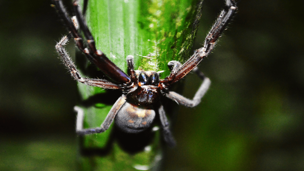 Tarantula que construye casa doblando hojas (2)