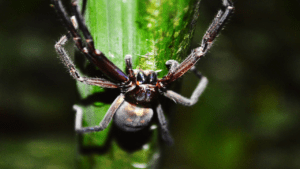 Tarántula que enrolla hojas de palmeras para construir madriguera lejos del suelo. Créditos: Wilber Andrades Obregon para Ciencias Nacionales.