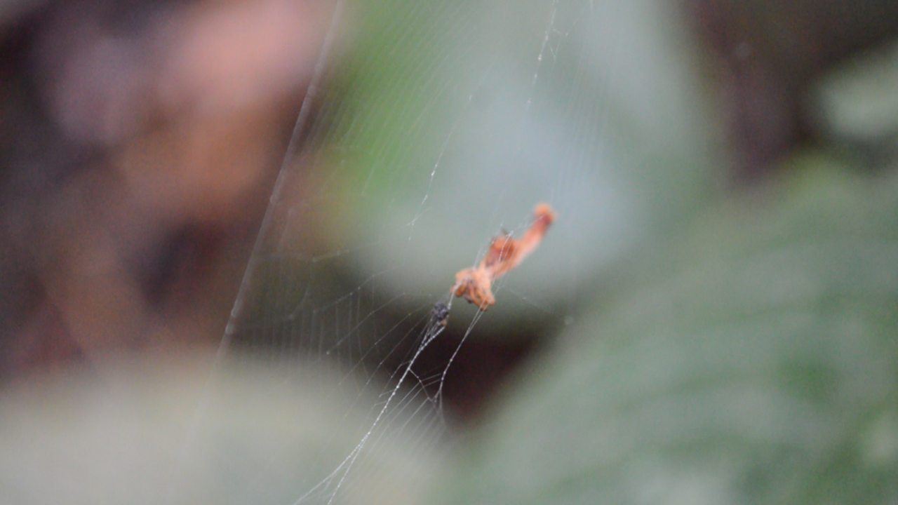Arañascon-cola-de-sirena-Wilber-AO-CNS-1-1 Descubren extraña especie de araña con una cola como la de una sirena