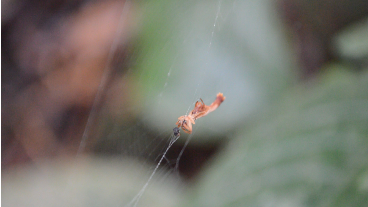 Arañascon-cola-de-sirena-Wilber-AO-CNS-2-1 Descubren extraña especie de araña con una cola como la de una sirena